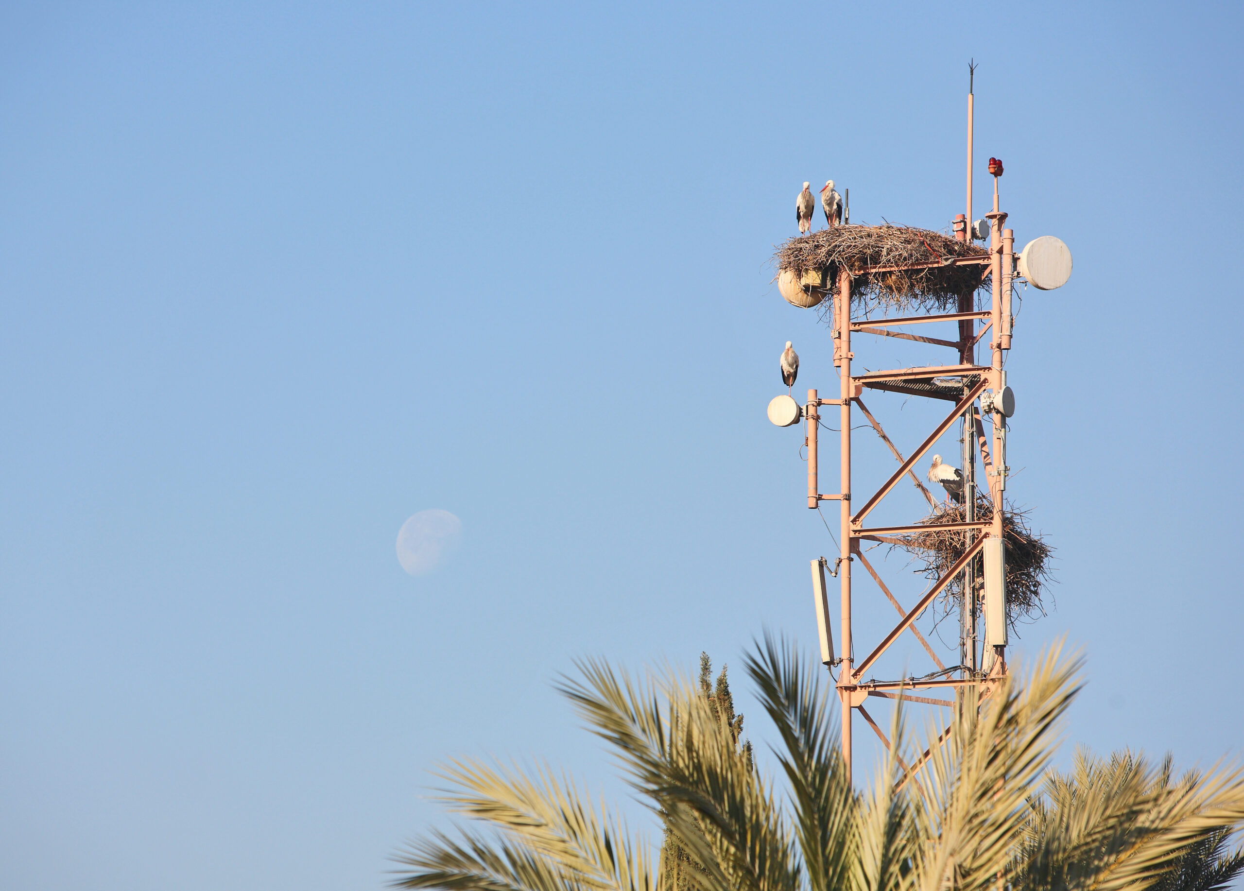 Massensterben: Mysteriöses Vogelsterben in Den Haag wegen 5g?